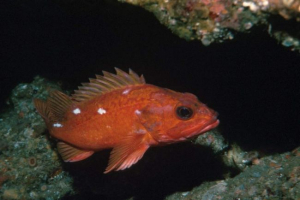 Marine okrug: опис, цікава інформація риби Marine okrug: опис, цікава інформація риби